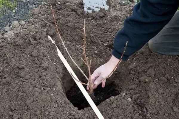 Можно ли пересадить смородину в ноябре — изображение 16