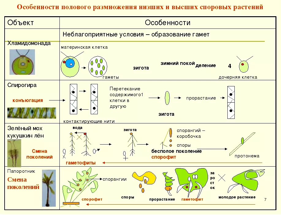 Вегетативное размножение растений таблица — изображение 28