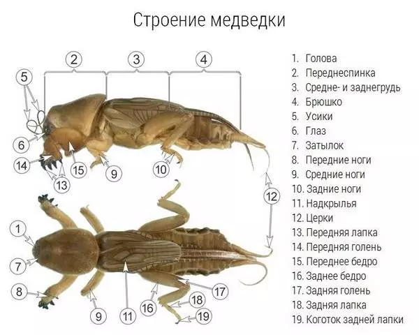 Медведка тип ротового аппарата — изображение 22