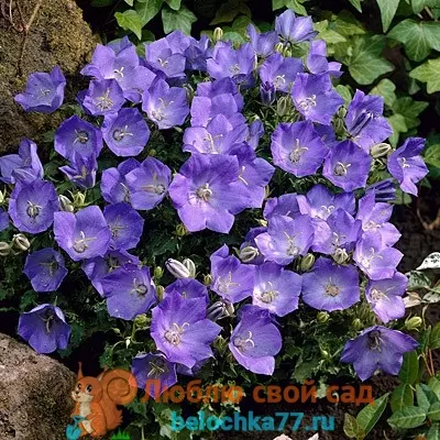 Колокольчик пирамидальный выращивание из семян — изображение 6
