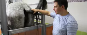 Случка лошадей крупным планом — изображение 9