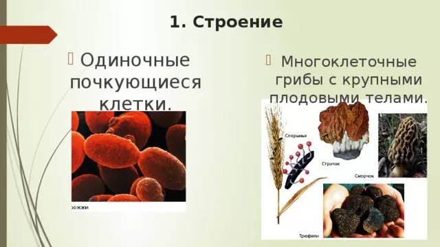 Отдел аскомикота или сумчатые грибы 7 класс — изображение 30