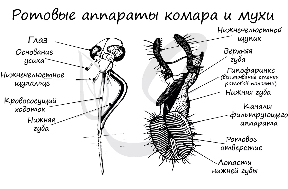 Медведка тип ротового аппарата — изображение 6