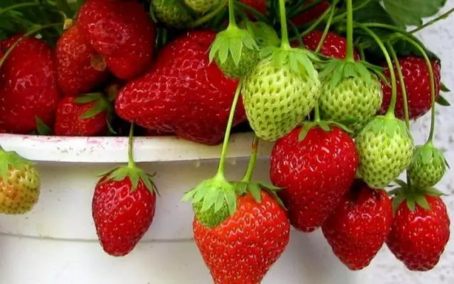 Клубника в ведрах выращивание — изображение 24