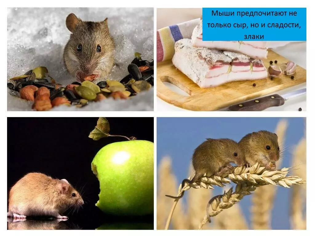 Как зарядить металлическую мышеловку — изображение 20