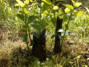 Слива не дающая поросли — изображение 12