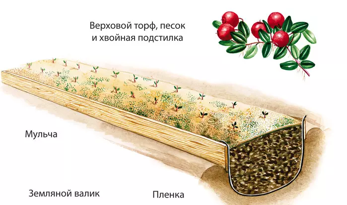 Крупная клюква откуда она — изображение 2