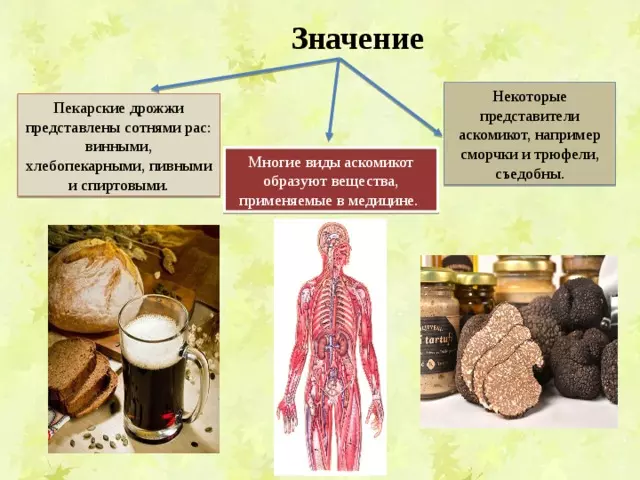 Отдел аскомикота или сумчатые грибы 7 класс — изображение 18