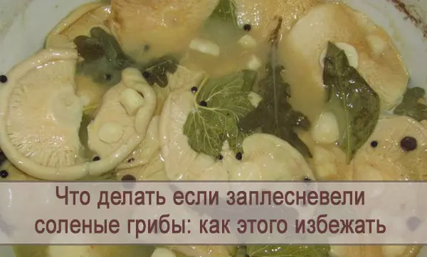 Соленые рыжики заплесневели что делать — изображение 13