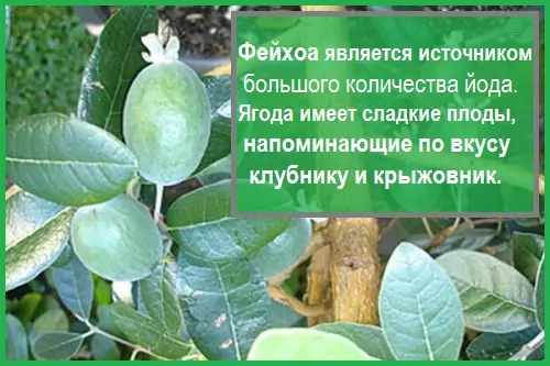 Компот из фейхоа полезные свойства