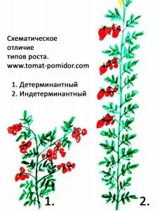 Томат вареники описание сорта фото — изображение 2