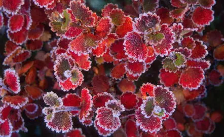 Плоды и семена березы — изображение 18