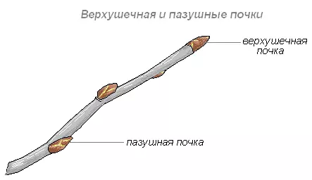 Интересные факты о побегах и почках растений — изображение 16