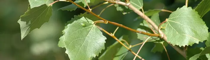 Какие бывают листья осины осенью — изображение 8