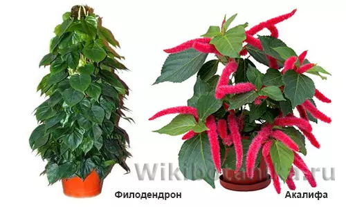 Суккуленты ядовитые или нет — изображение 12