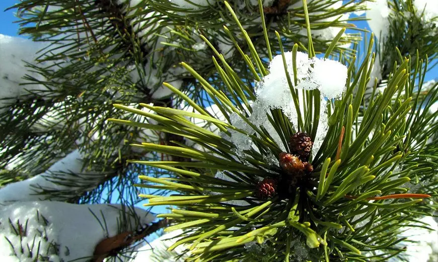 Сообщение на тему хвойные растения 3 класс — изображение 8