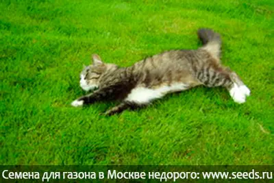 На газоне появились маленькие кучки земли — изображение 14