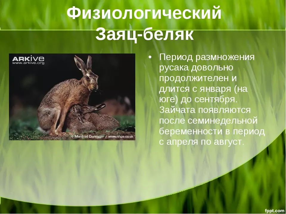 Заяц беляк и заяц русак критерии вида — изображение 6