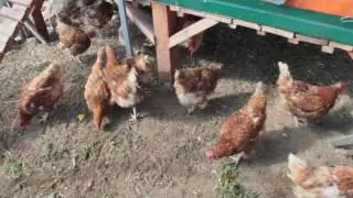 Дед чтп кормление кур — изображение 37