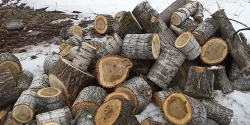 Тополь на дрова отзывы — изображение 14