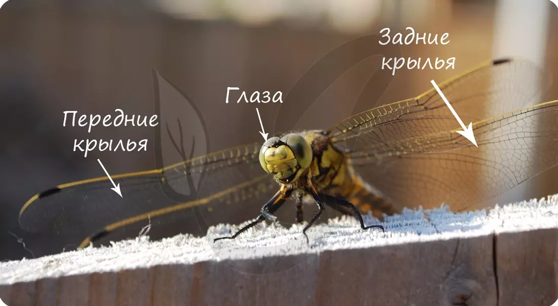 Медведка тип ротового аппарата — изображение 20