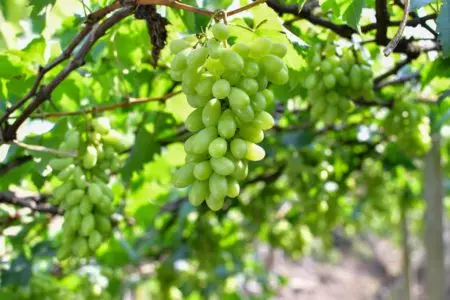 Кишмиш черный султан отзывы — изображение 7