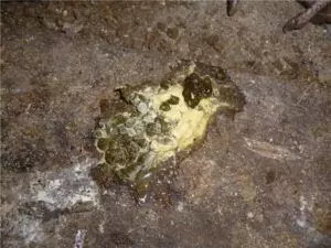 У голубей слезятся глаза чем лечить — изображение 13