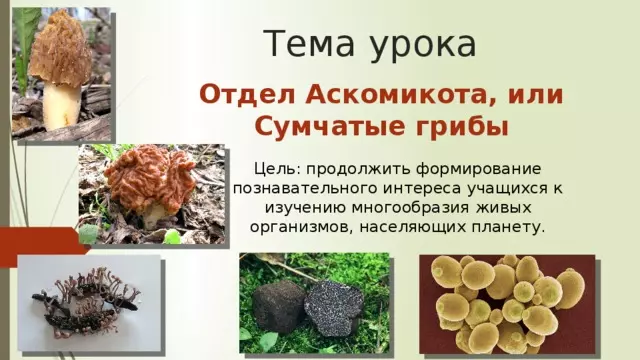 Отдел аскомикота или сумчатые грибы 7 класс — изображение 28