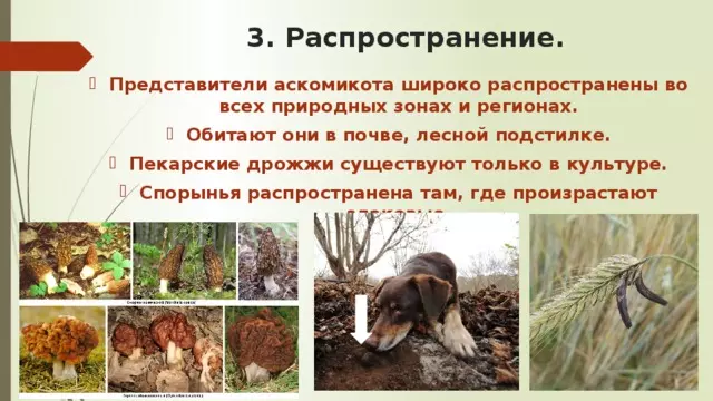 Отдел аскомикота или сумчатые грибы 7 класс — изображение 32