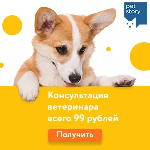 Как называется дом для кошки — изображение 34