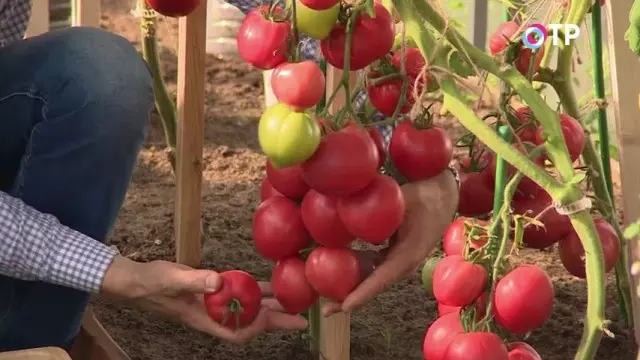 Посадка помидор по методу блокина мечталина — изображение 17