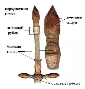 Интересные факты о побегах и почках растений — изображение 2