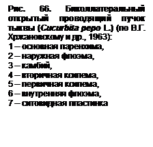 Стебель тыквы под микроскопом — изображение 3