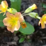 Каким цветом нужна стратификация — изображение 2