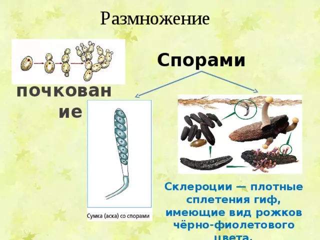 Отдел аскомикота или сумчатые грибы 7 класс — изображение 7