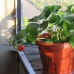 Клубника в ведрах выращивание — изображение 29