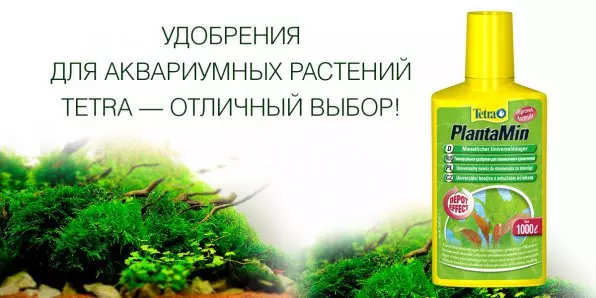 Циперус в аквариуме с рыбками как посадить — изображение 4