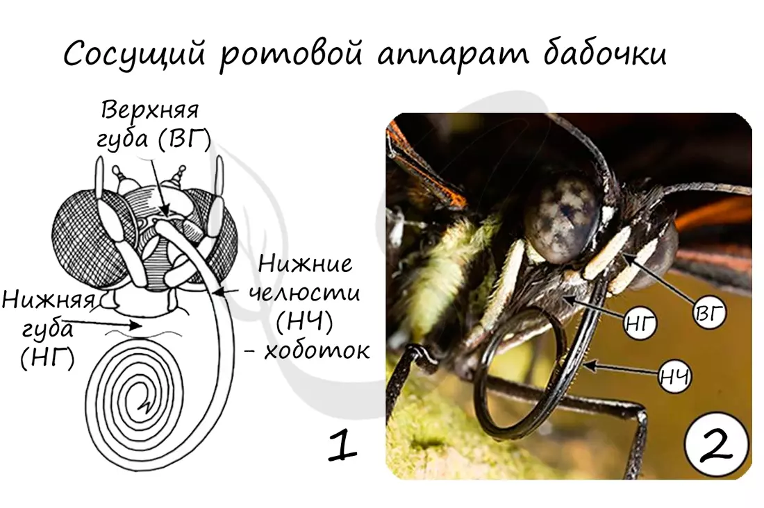Медведка тип ротового аппарата — изображение 4