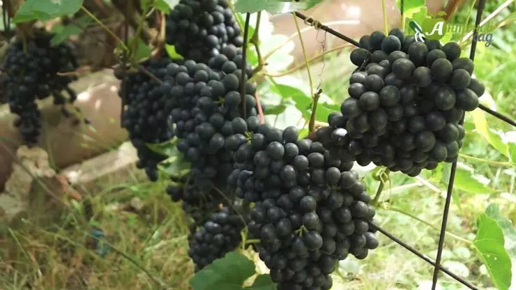 Виноград хоуп описание сорта фото отзывы — изображение 5