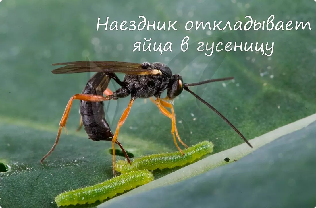 Медведка тип ротового аппарата — изображение 10