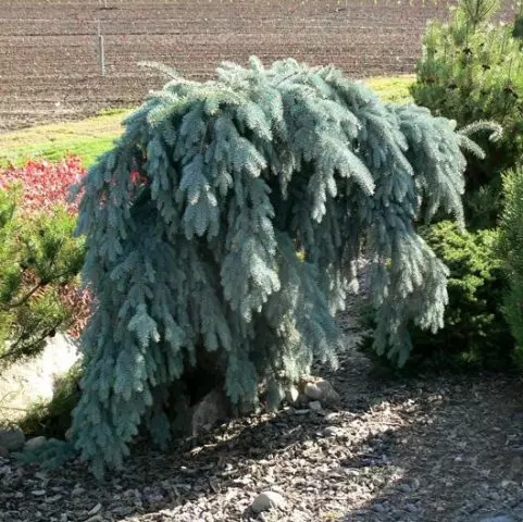 Picea engelmannii glauca pendula — изображение 12