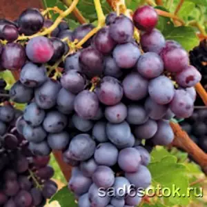 Винные сорта винограда для урала и сибири — изображение 6