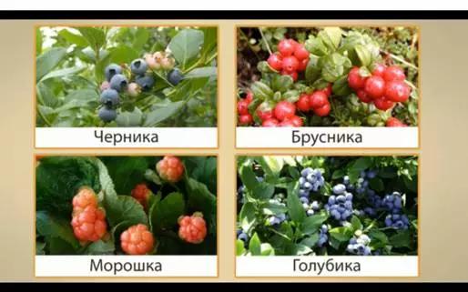 Названия кустарников и трав 2 класс — изображение 22