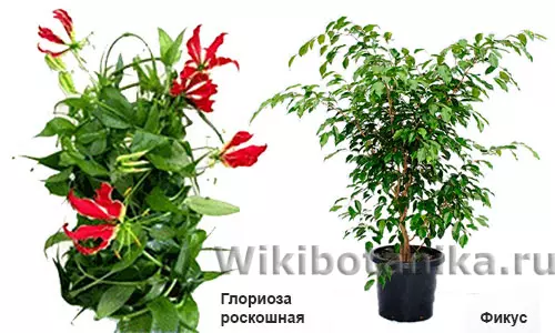 Суккуленты ядовитые или нет — изображение 11