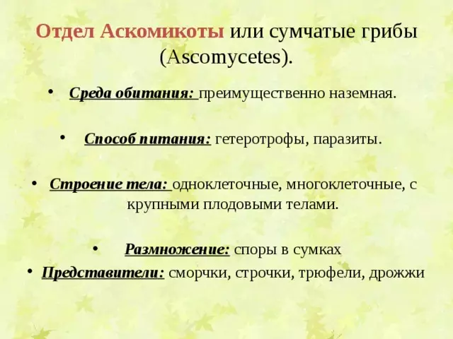 Отдел аскомикота или сумчатые грибы 7 класс — изображение 5