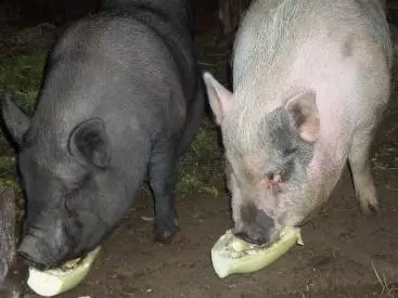 Сколько в свинье мяса и сала — изображение 10