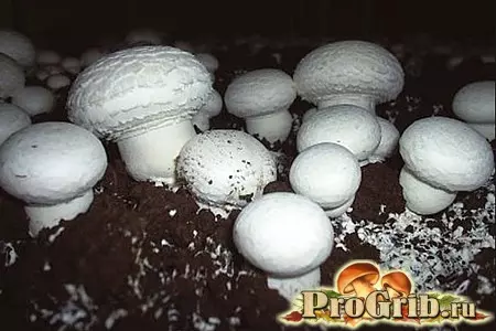 Срок хранения компоста для шампиньонов — изображение 4
