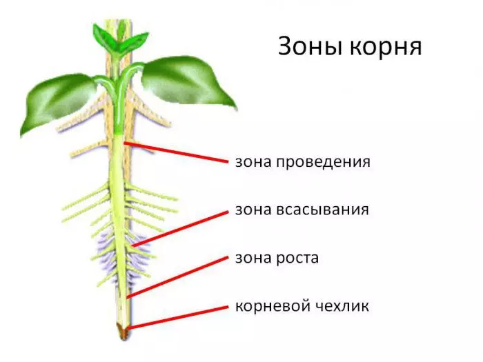 Охарактеризуйте особенности внешнего строения корня — изображение 6