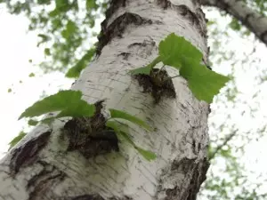 Береза какую почву любит — изображение 3
