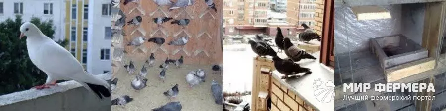 Домик для голубя на балконе на зиму — изображение 20